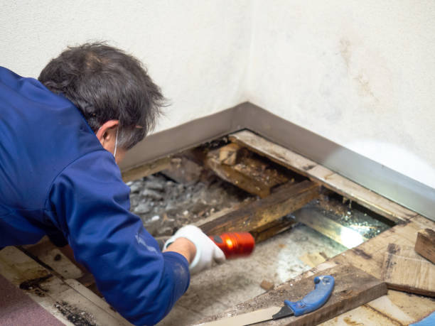 Best Water Damage Restoration  in Corning, AR