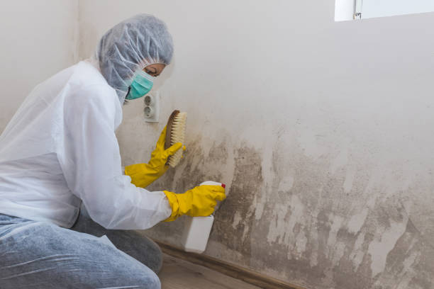 Certified Mold Removal in Corning, AR