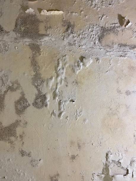 Best Local Mold Removal Service  in Corning, AR