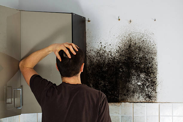 Best Fast Mold Removal  in Corning, AR