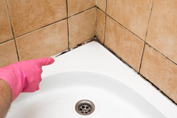 Best Best Mold Removal Companies  in Corning, AR